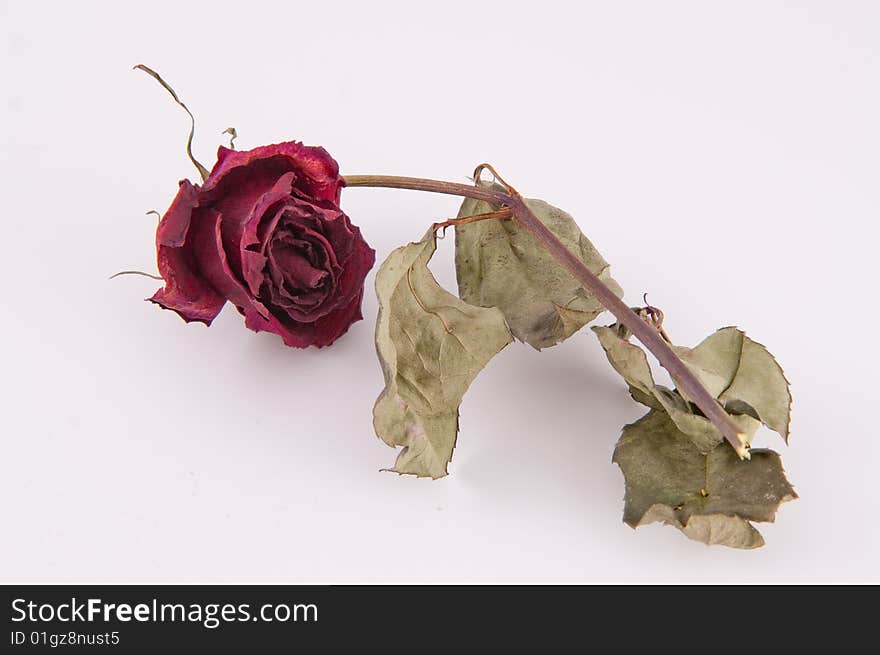 Wilt rose isolated on white