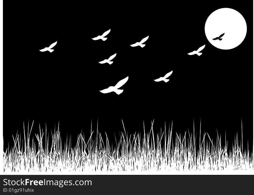 Flight of the birds in moonlight. Flight of the birds in moonlight