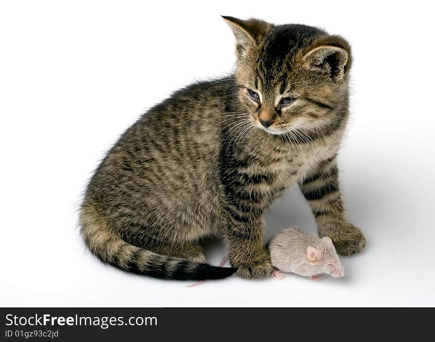 Grey child cute cat and mouse on white background