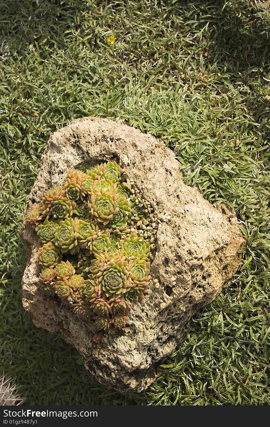 Tropical succulent garden