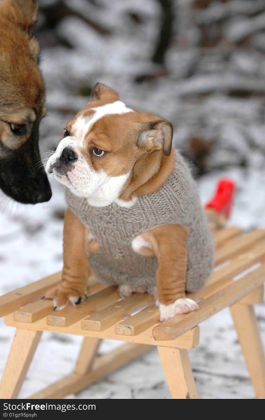 English Bulldog Sitting On A Sledge In The Snow