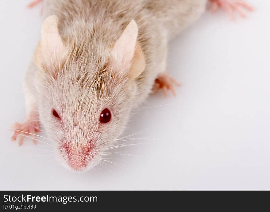 Grey small cute mouse on white background. Grey small cute mouse on white background