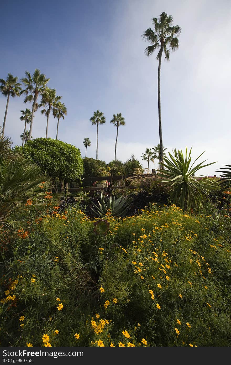 Garden with tropical plants and succulents in San Diego. Garden with tropical plants and succulents in San Diego