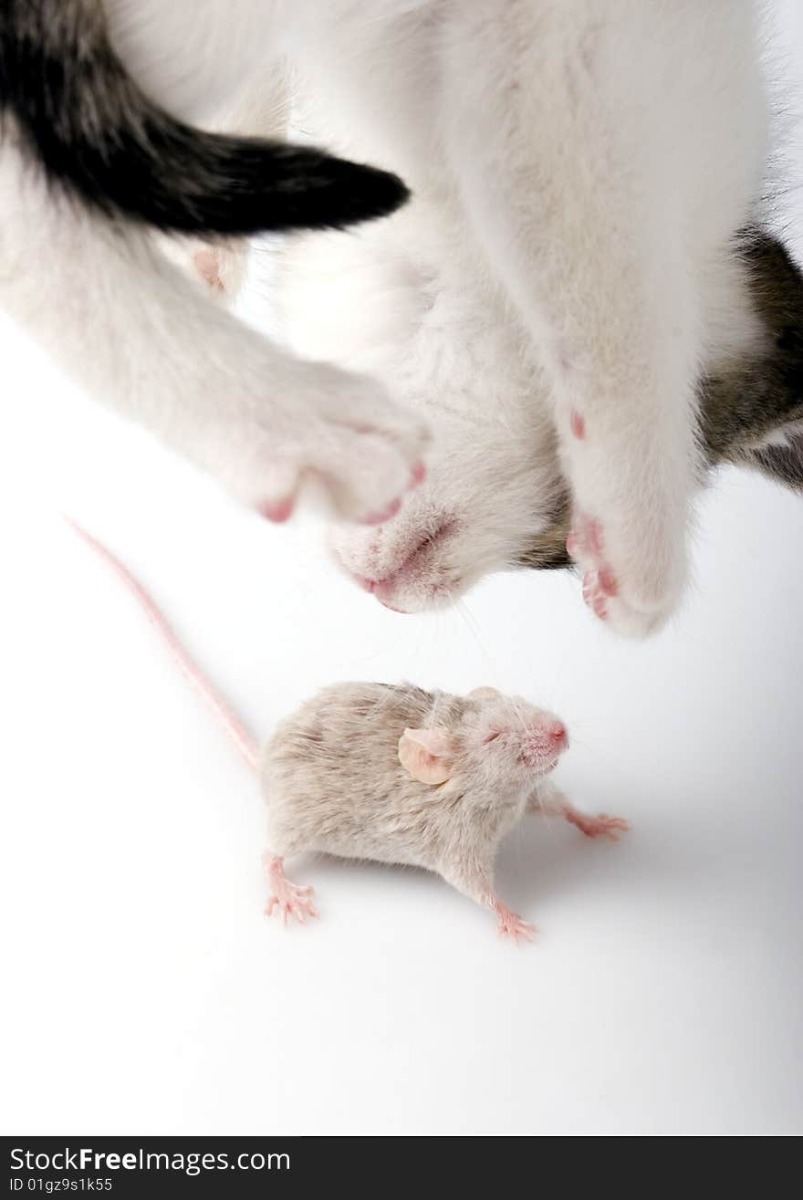 Grey child cute cat and mouse on white background