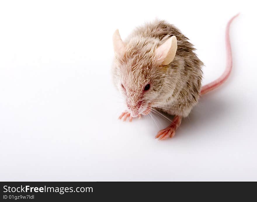 Grey small cute mouse on white background. Grey small cute mouse on white background