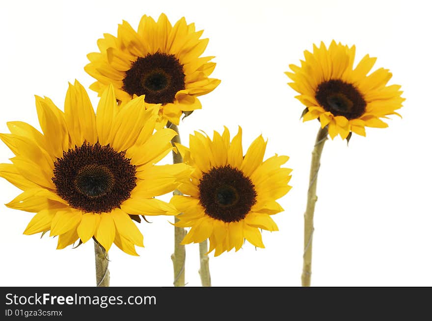 Sunflowers