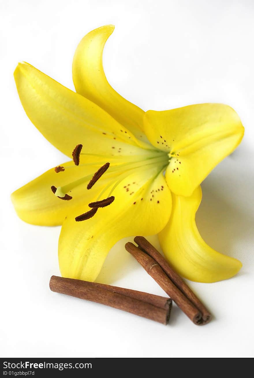 Yellow Lily and Two Cinnamon Sticks