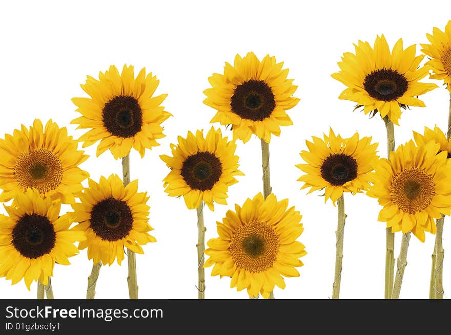 Close up view of the yellow sunflower. Close up view of the yellow sunflower