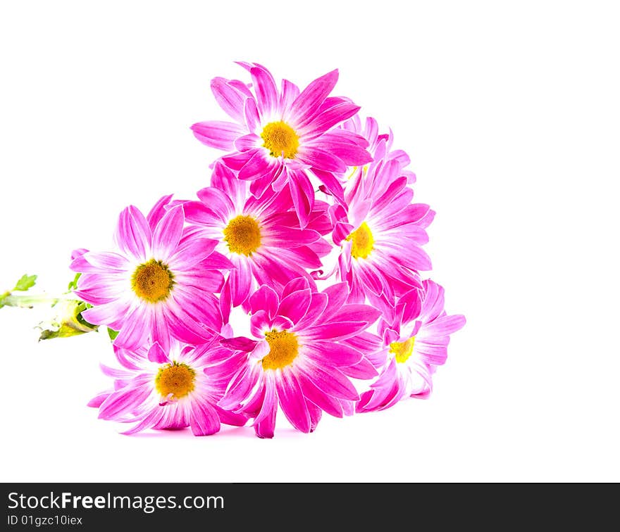 Daisies on white