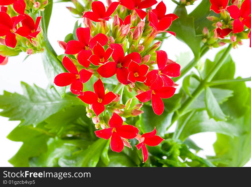 Beautiful flower of kalanchoe