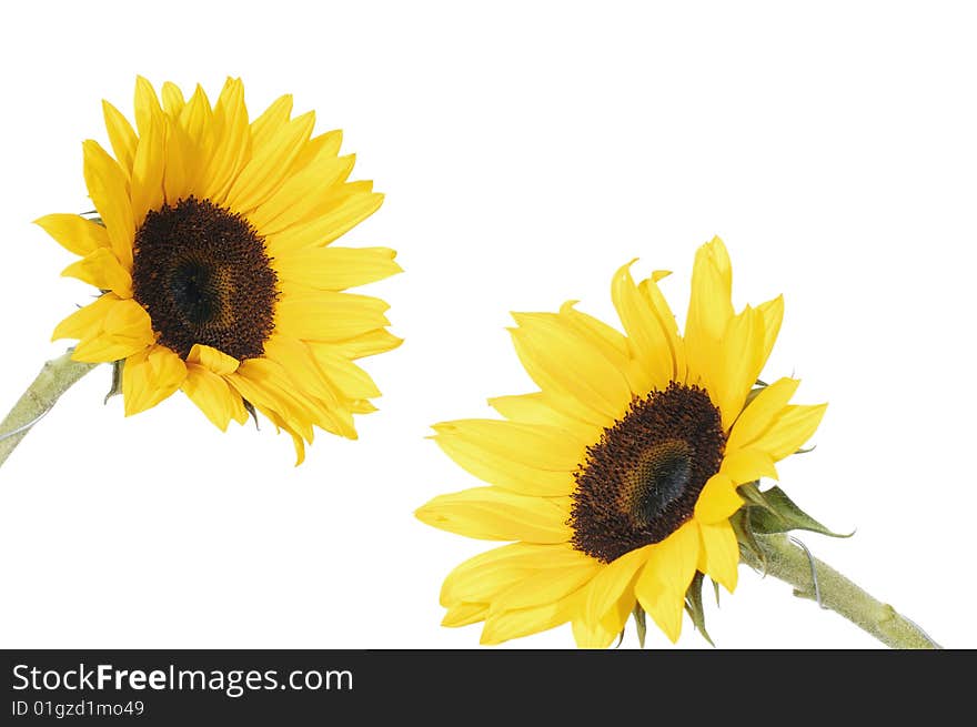 Two beautiful blossoms of yellow sunflowers