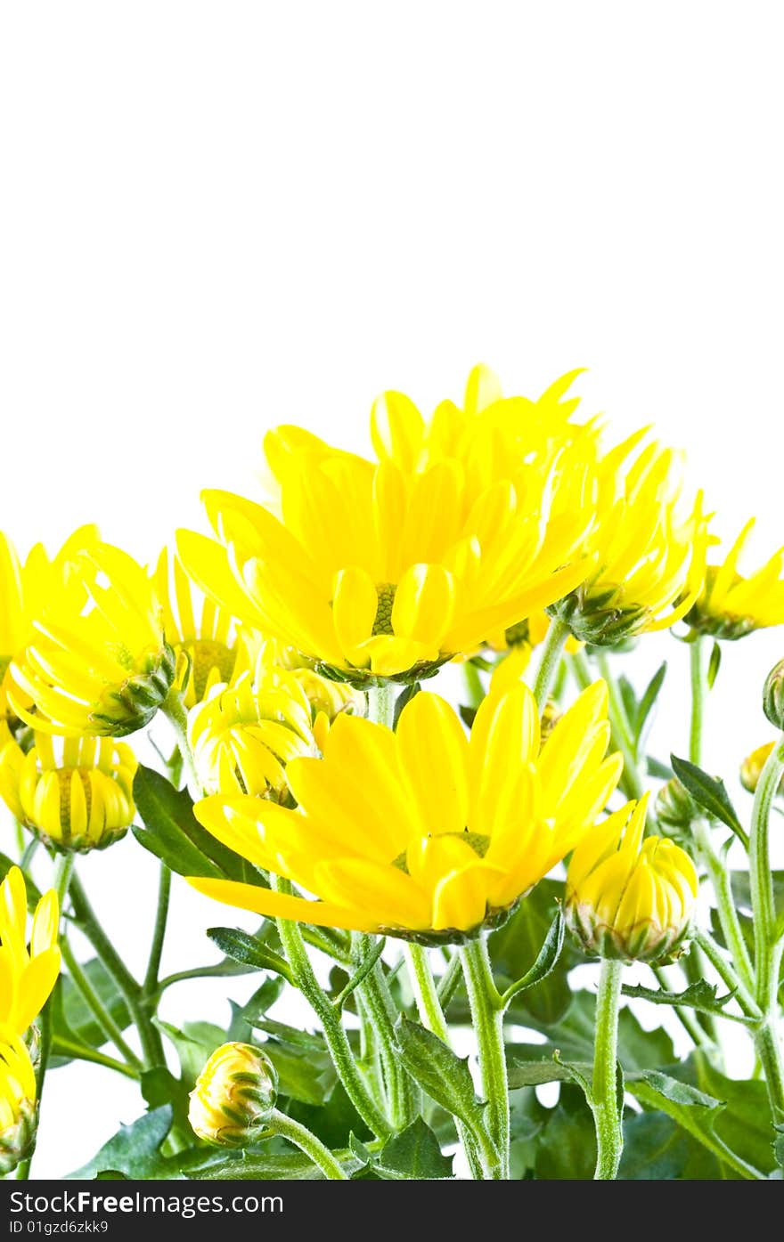 Daisies on white