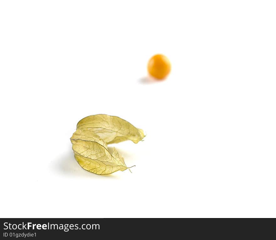 One Physalis out of it's shell. One Physalis out of it's shell