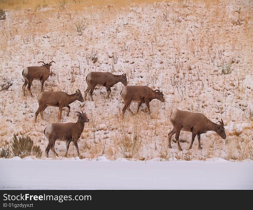 Wild Goats