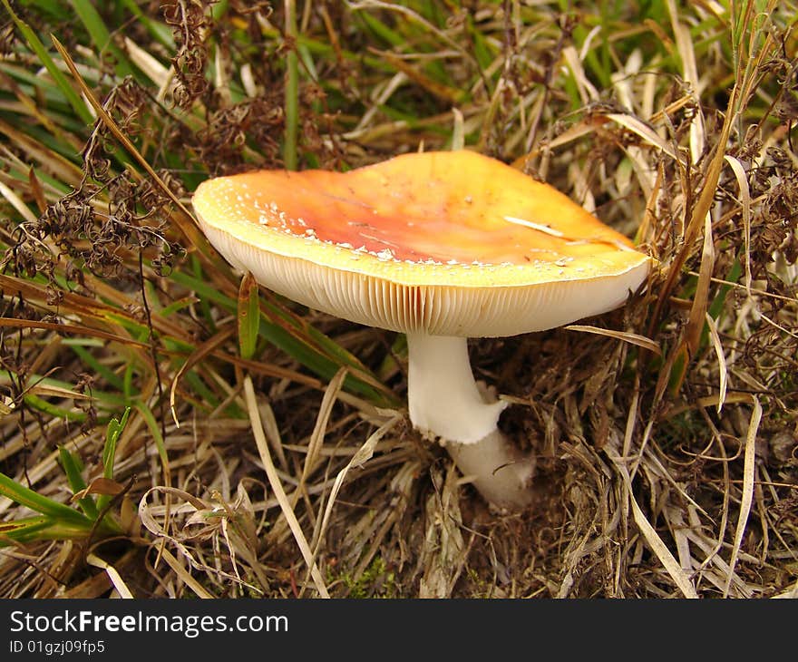 Mushroom close up in a forest. Mushroom close up in a forest