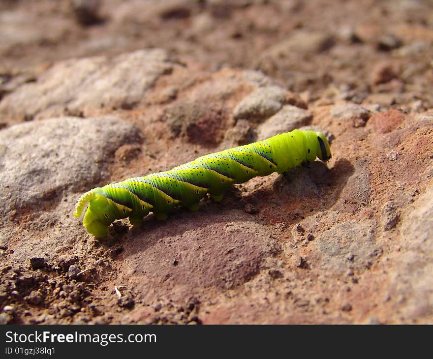 A bright green caterpillar crawls on a stone