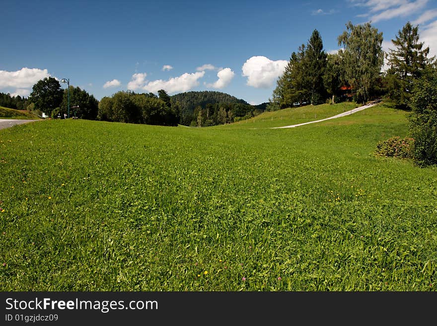 Beautiful Alpine Meadow