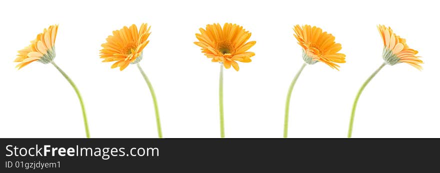 Yellow gerbera's spinning on white background. Yellow gerbera's spinning on white background