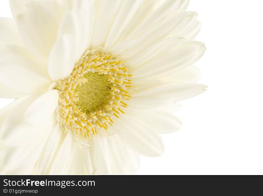 White gerbera