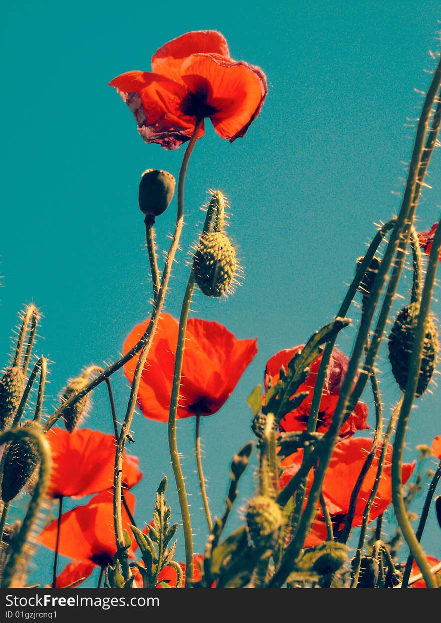 In a field of red poppies. In a field of red poppies