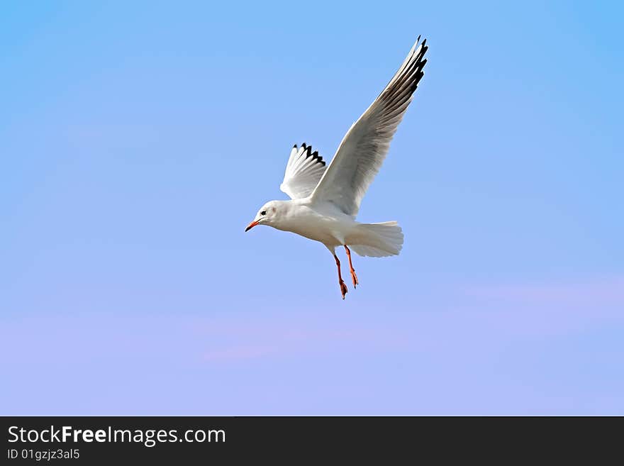 Seagull