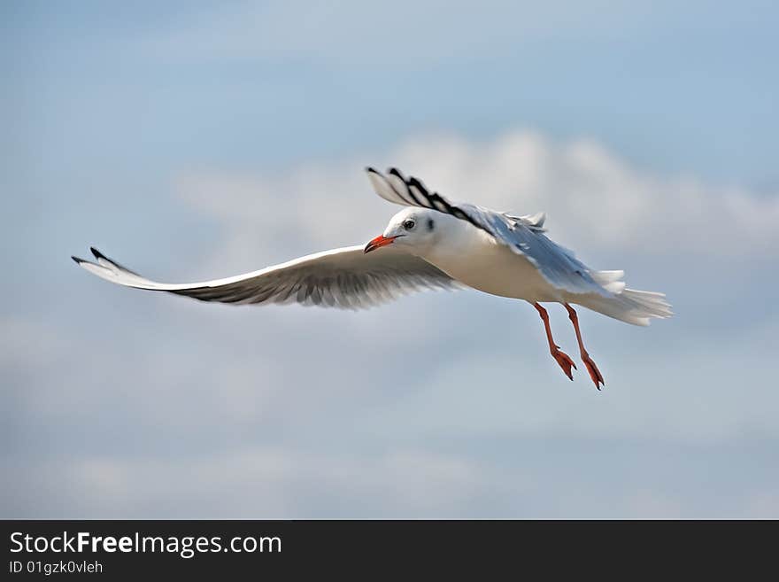 Seagull