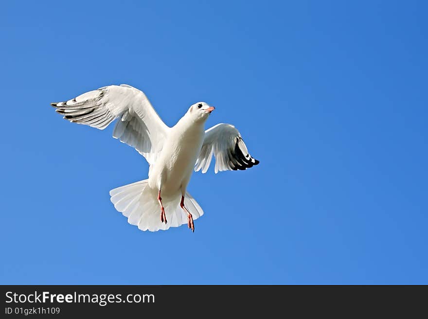 Seagull