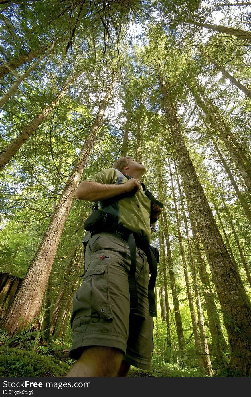 Fisheye view of a hiker looking up at a forest of trees