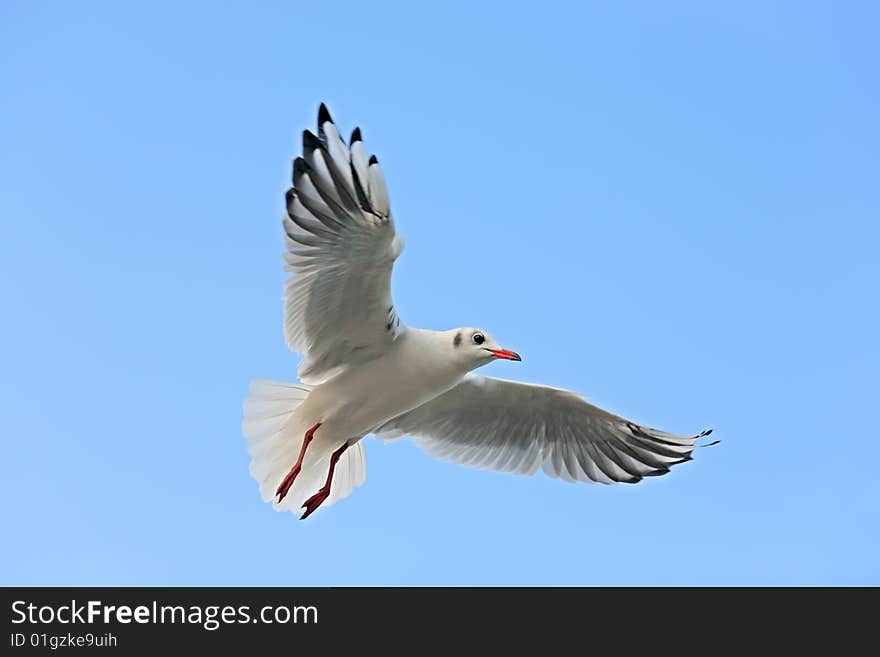 Seagull