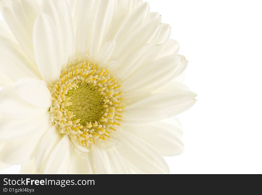 Close up of white gebcera on white background. Close up of white gebcera on white background