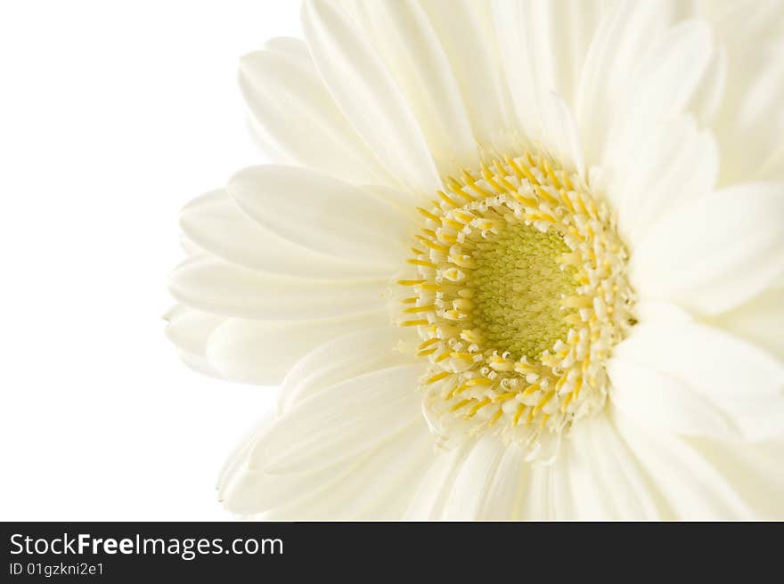 Close up of white gebcera on white background. Close up of white gebcera on white background