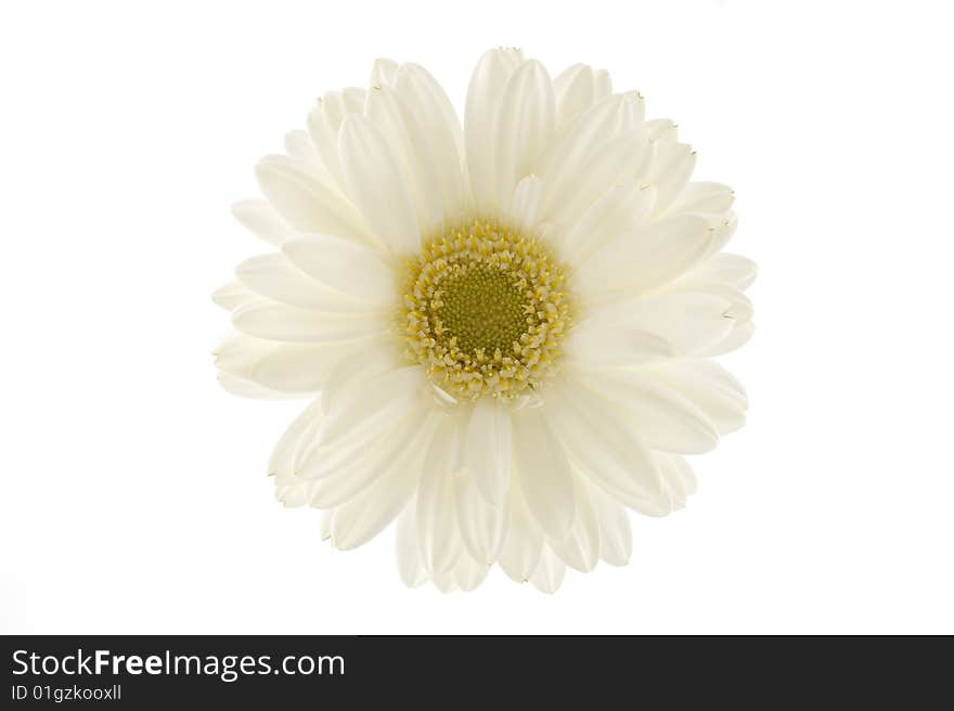 Close up of white gebcera on white background. Close up of white gebcera on white background