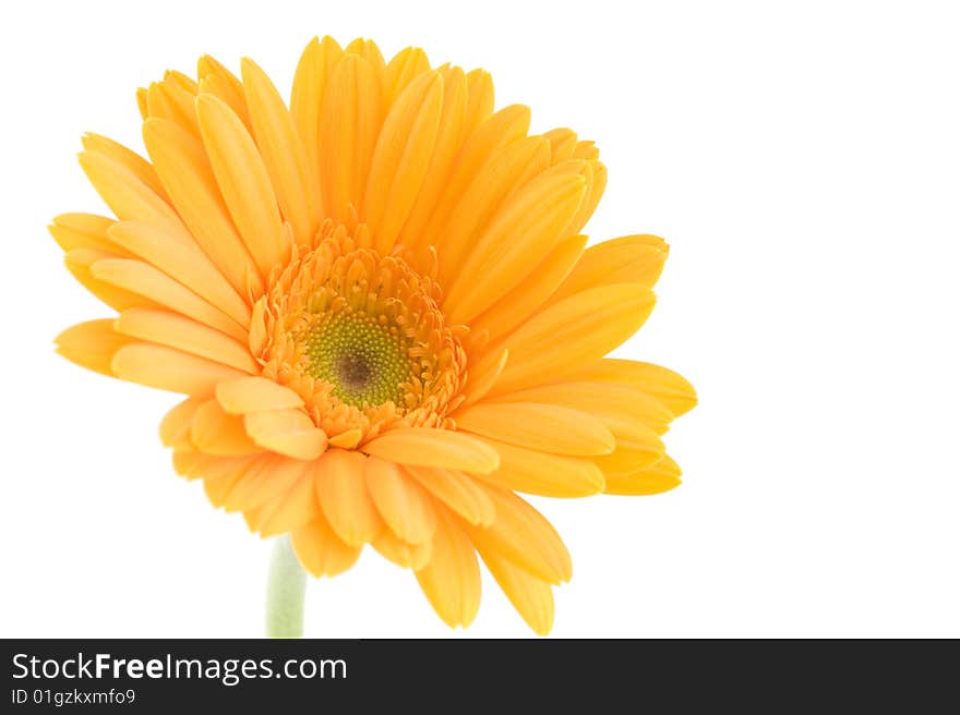 Close up shot of gerbera on white background. Close up shot of gerbera on white background