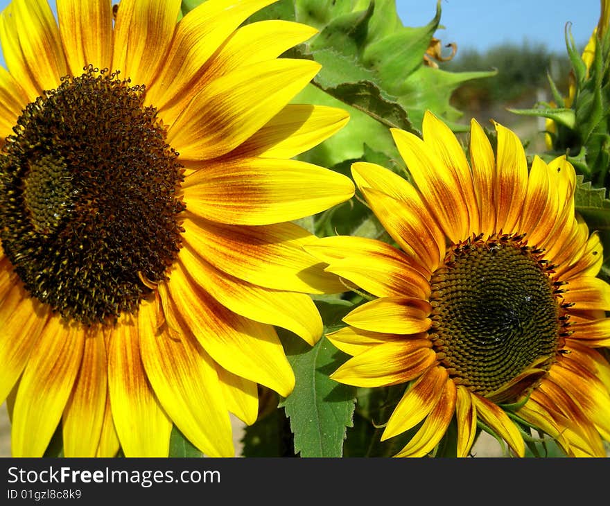 Sunflower1