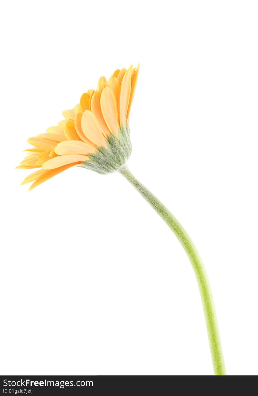 Side shot of gerbera on white background. Side shot of gerbera on white background