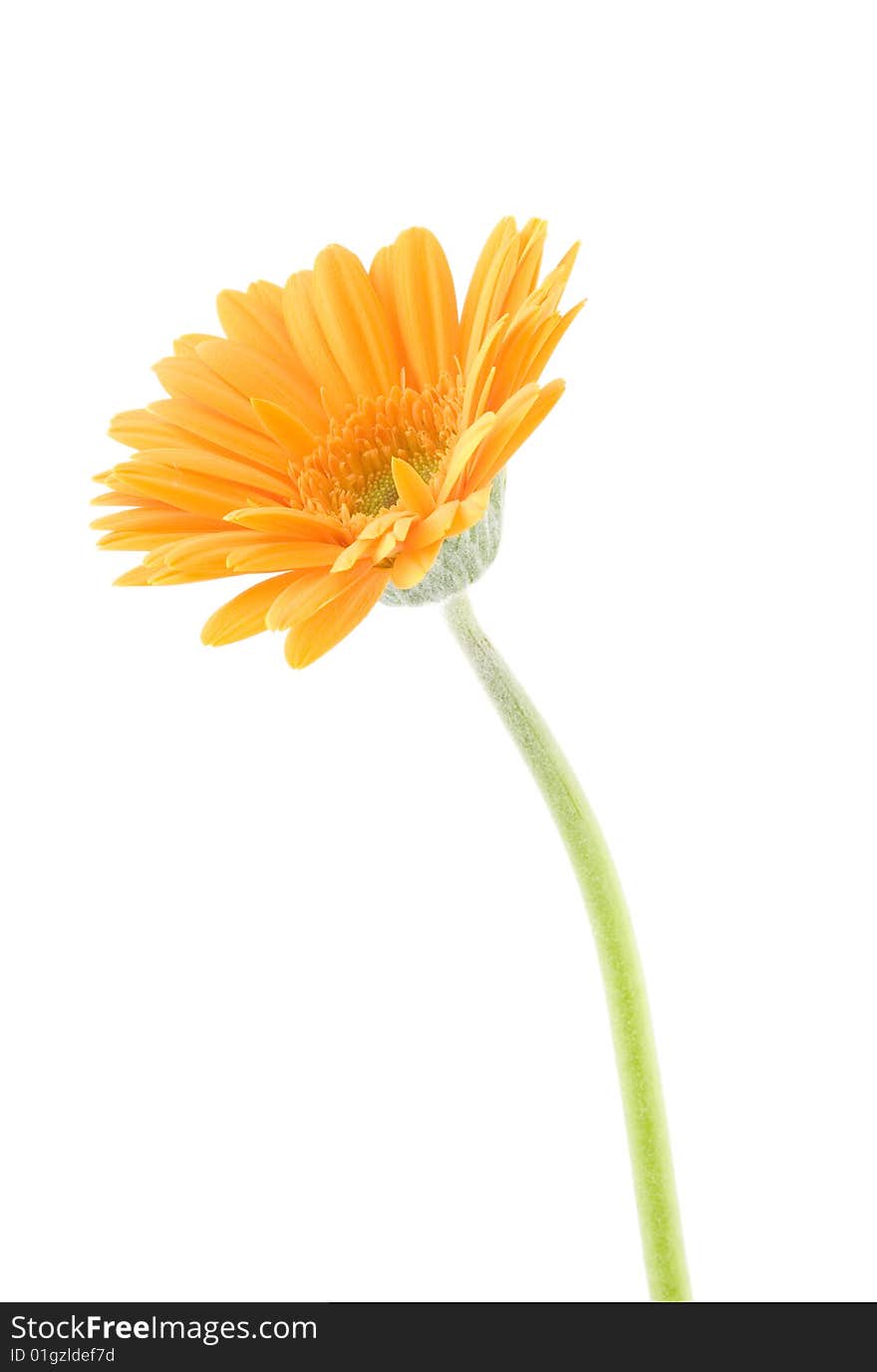 Side shot of gerbera on white background. Side shot of gerbera on white background