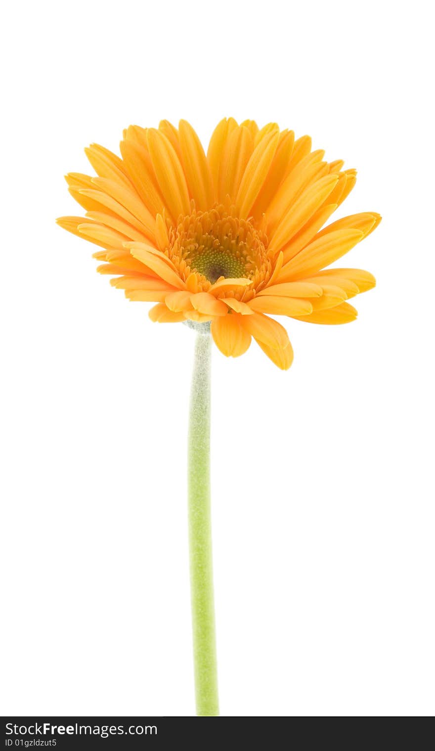 Side shot of gerbera on white background. Side shot of gerbera on white background