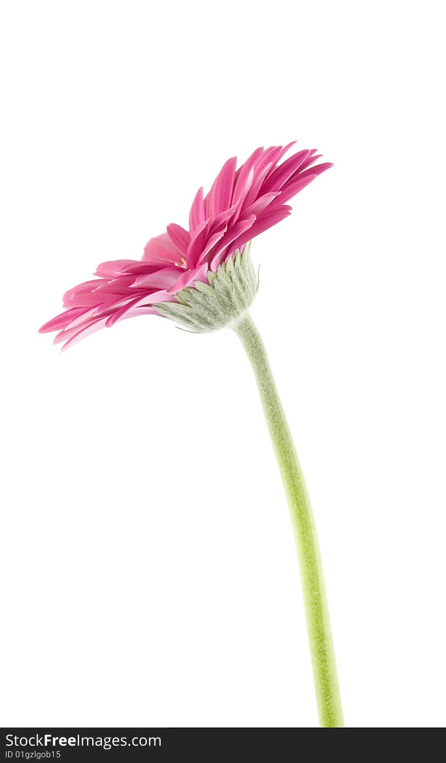 Purple gerbera