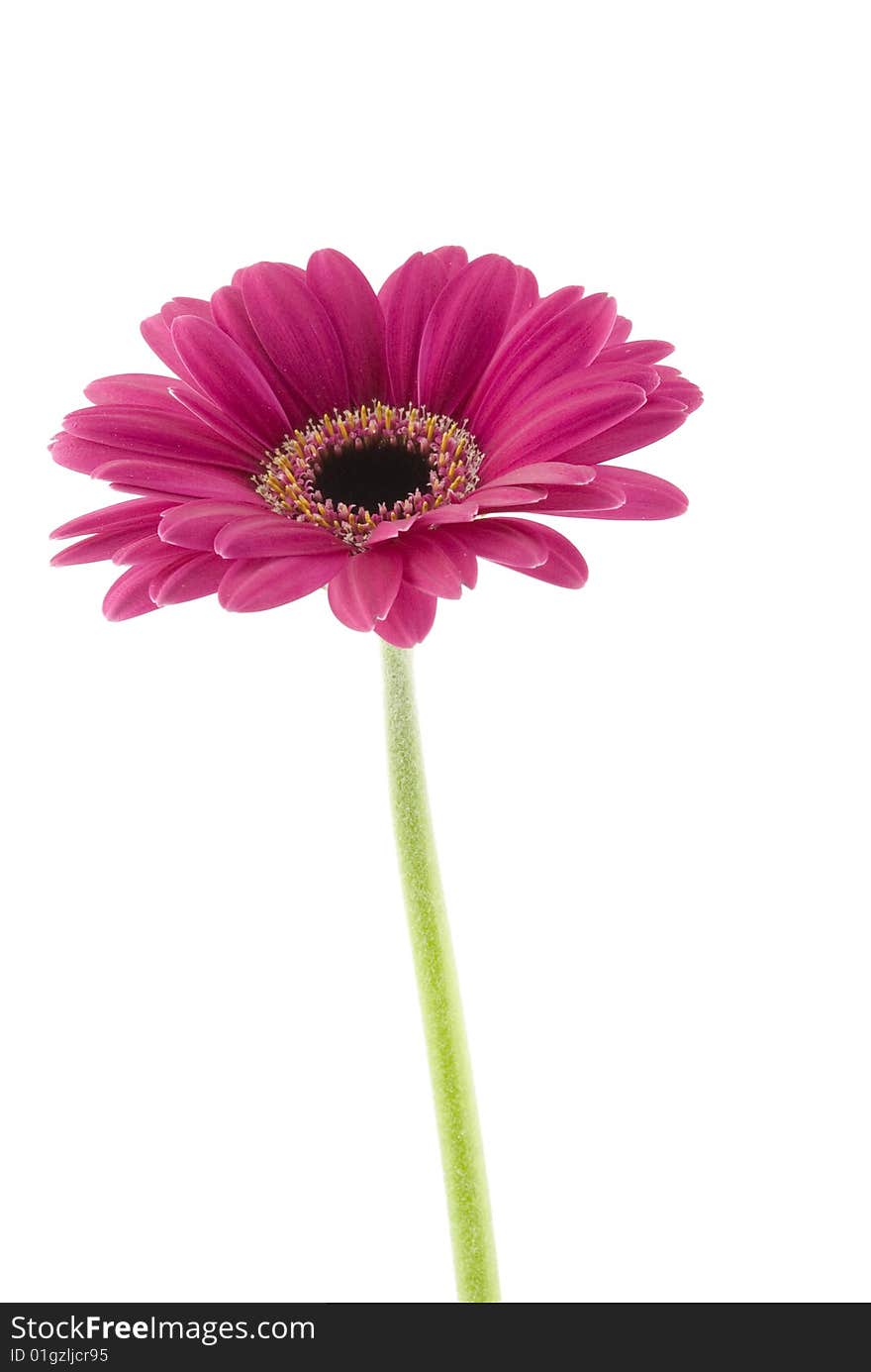 Purple gerbera