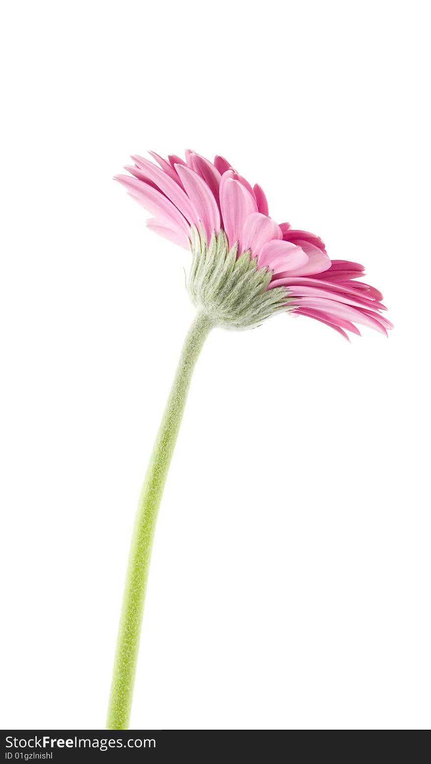 Purple gerbera