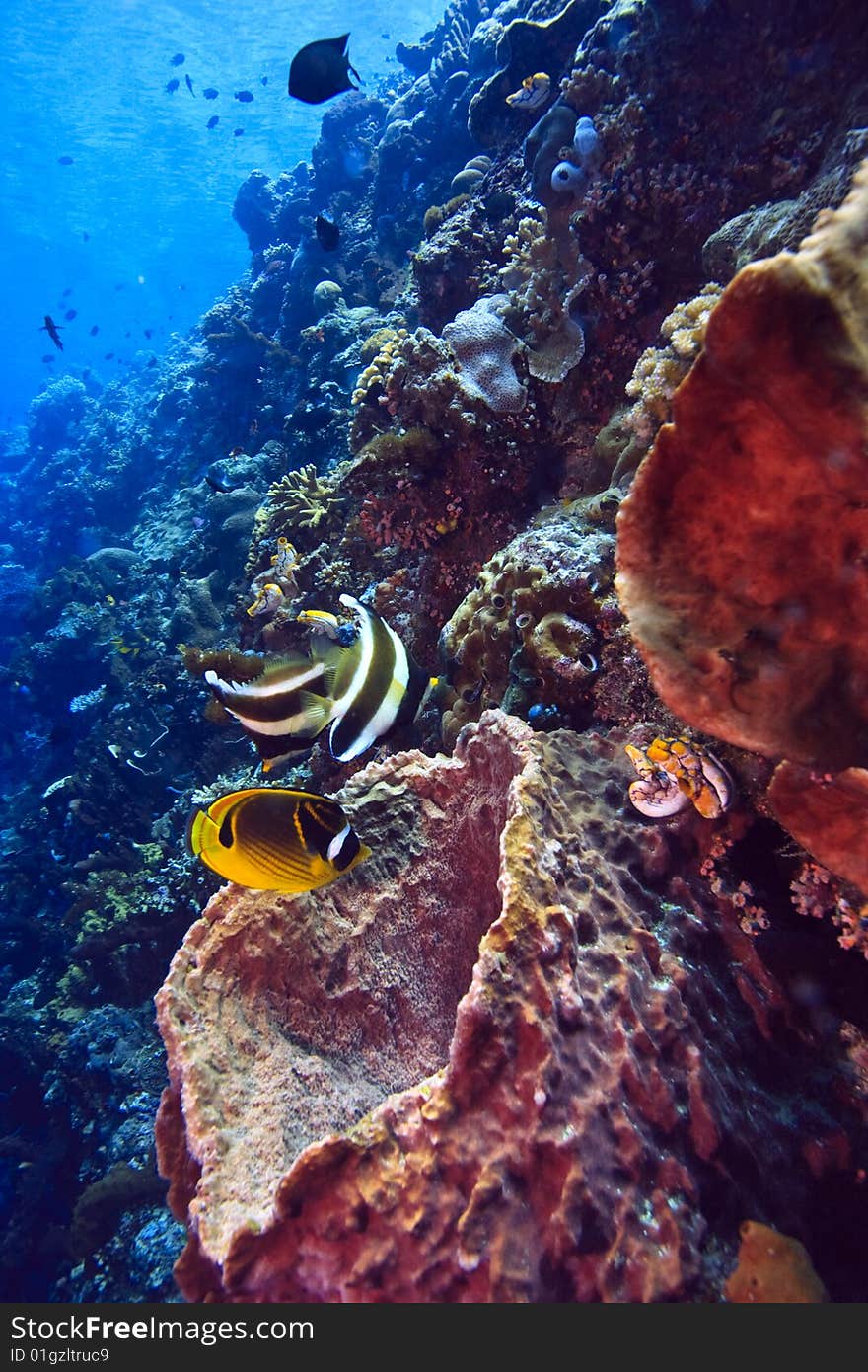 Large barrel sponges with feeding butterfly fish on wall off Bunaken island