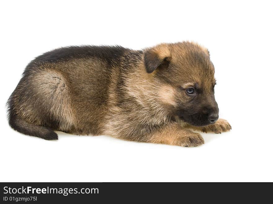 Laying sheep-dogs puppy