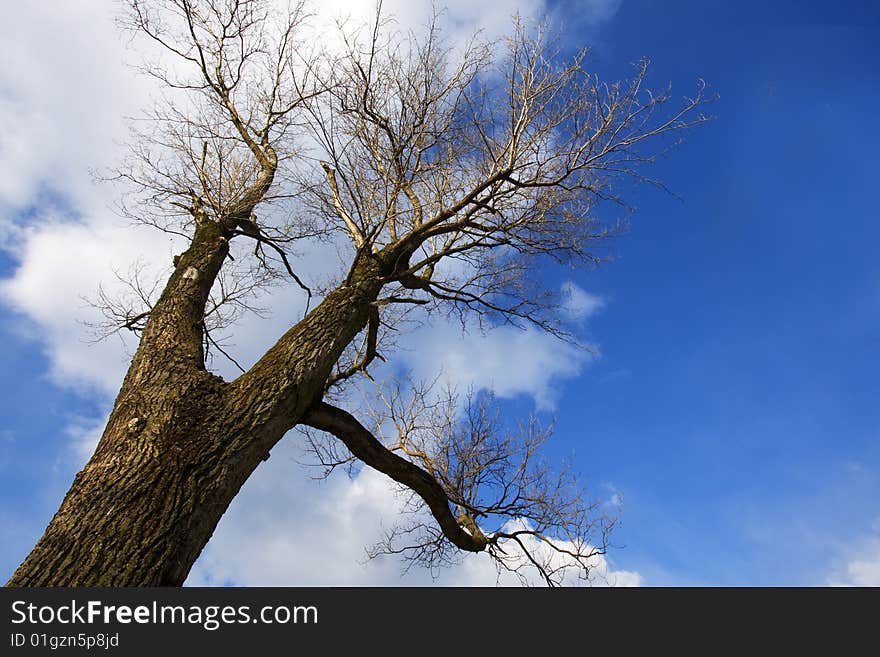 Tree in winter seen from below. Tree in winter seen from below