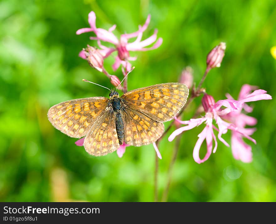 Brush-footed butterfly on green grass