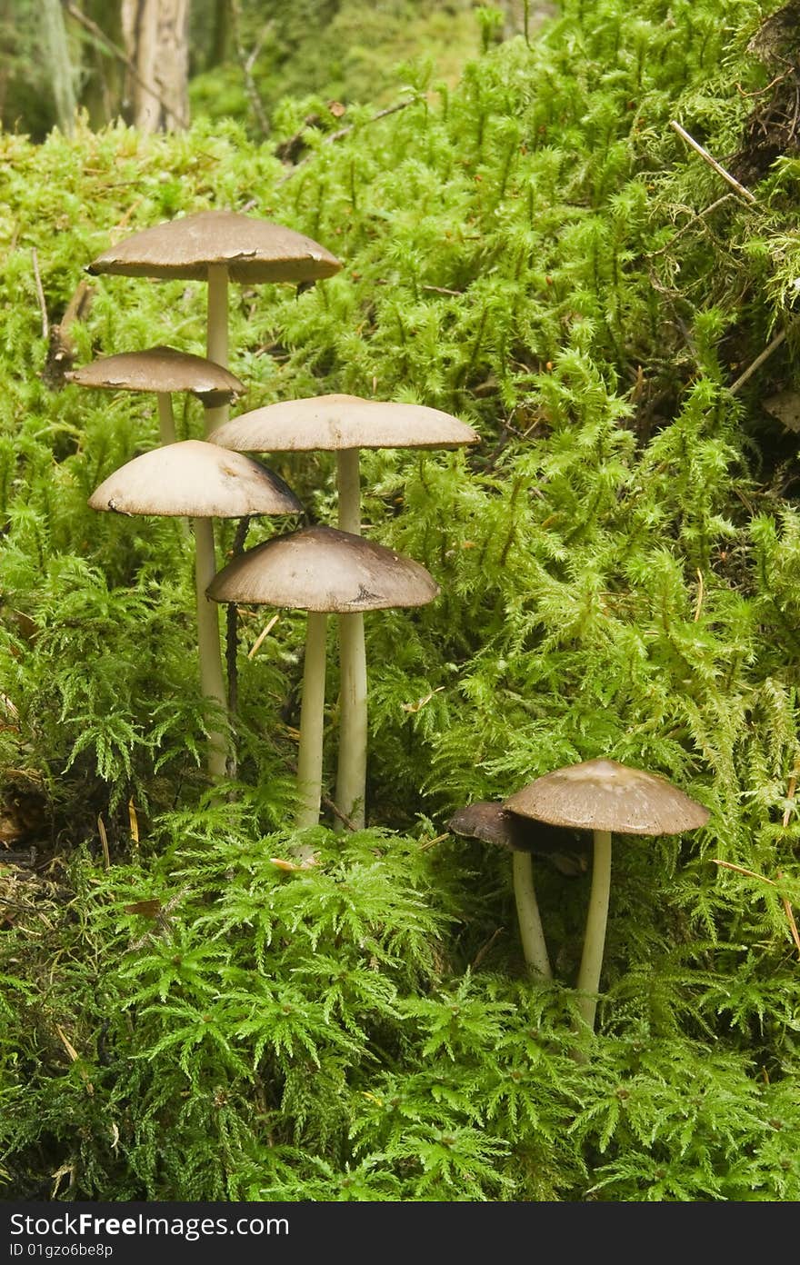 Young Mushrooms On A Forest Log