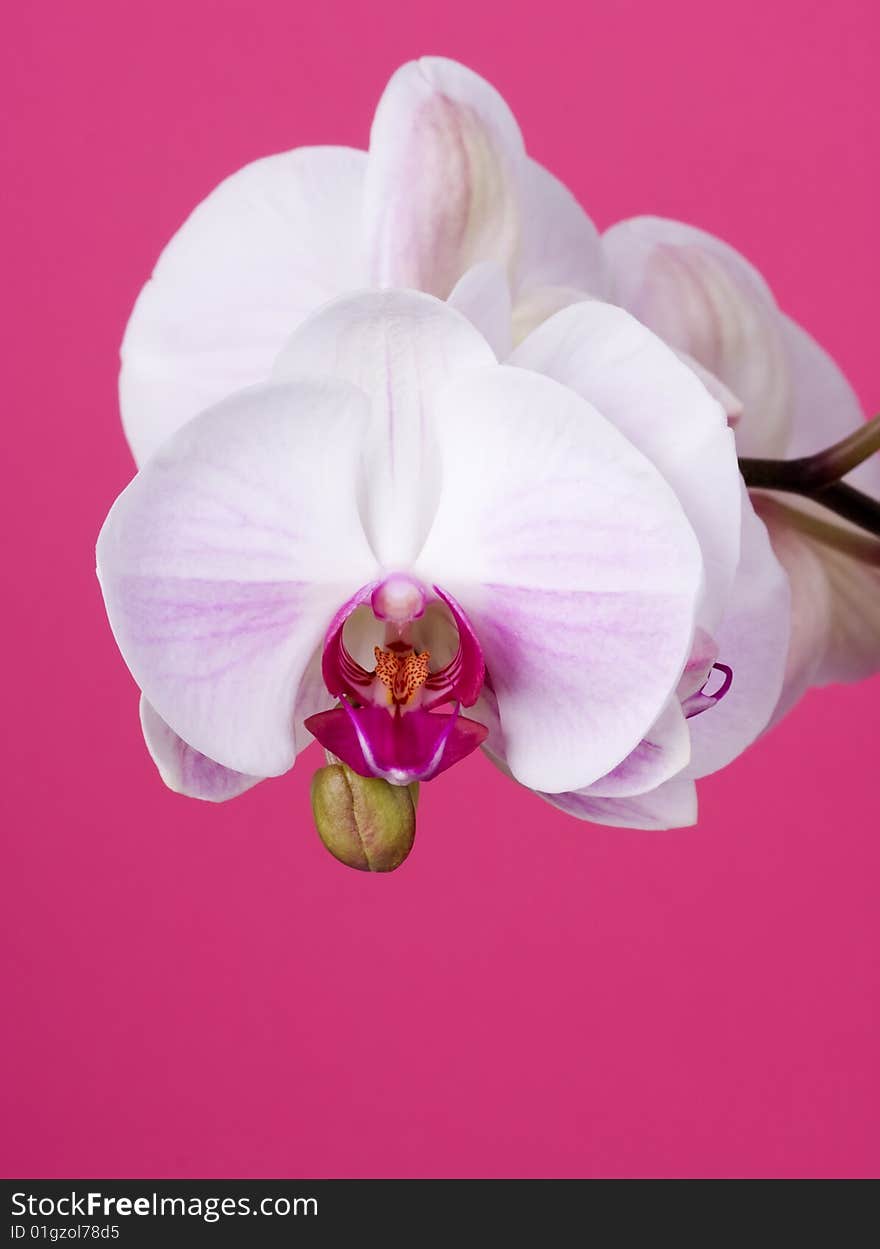 Moth Orchid isolated on Pink. Moth Orchid isolated on Pink