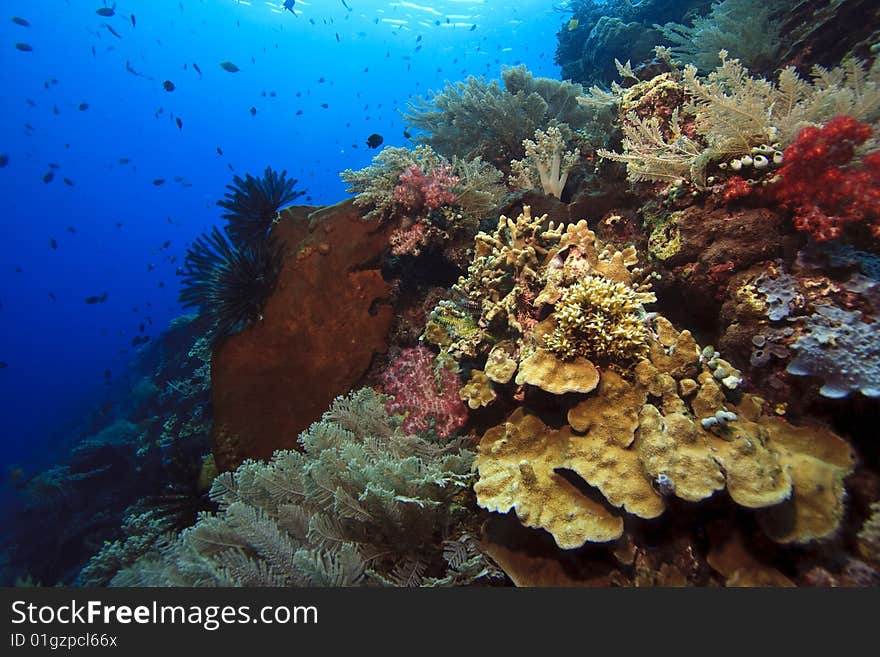 Sloping vertical wall off Bunaken Island