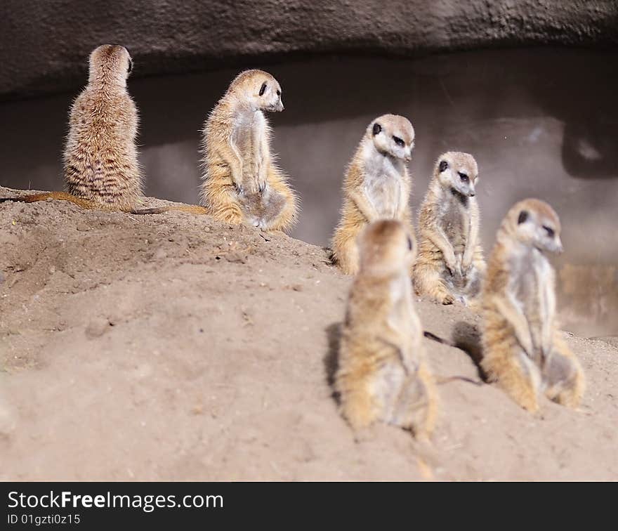 Several meerkats stand up and looks around on a dune