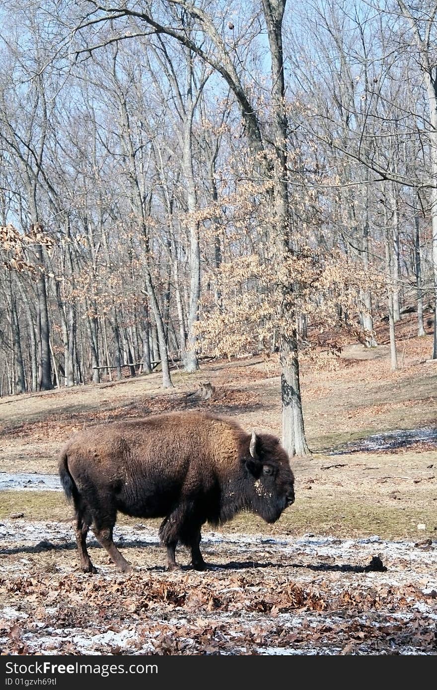 Buffalo in field bison nature