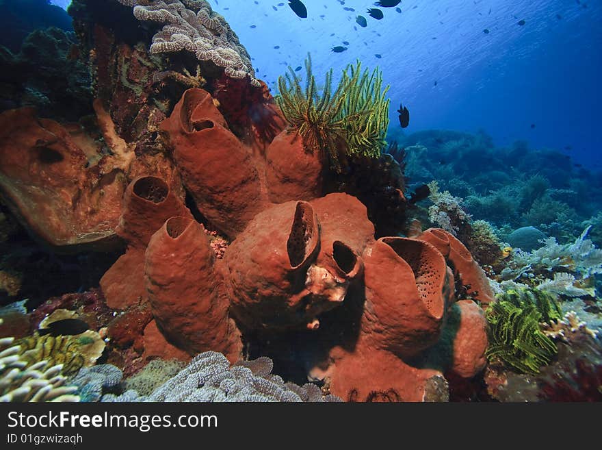 Sloping vertical wall off Bunaken Island